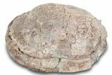 Fossil Tortoise (Stylemys) Shell - Nebraska #269617-2